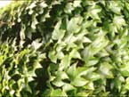 Ivy