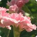 Dianthus