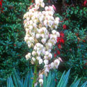 Yucca