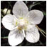 Grass of Parnassus c/o Tony Oliver