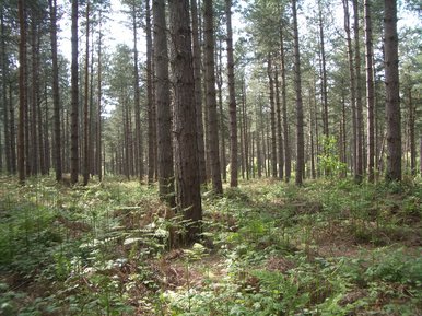 Fritton Woods