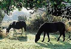 New Forest
