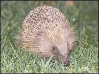 Hedgehog