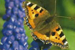 Image courtesy of Frances Lincoln Publishers