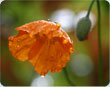 Blossoming Britain (image: winning photo, poppy)
