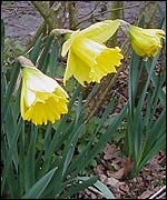 Picture: Daffodils in the school gardens