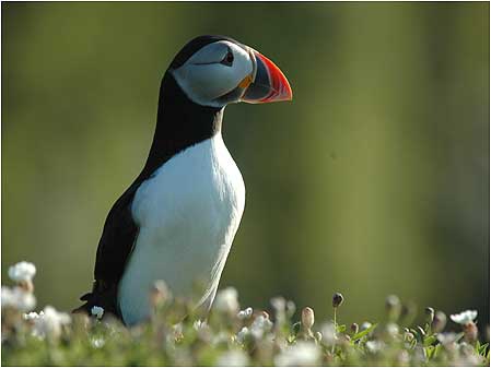 Puffin