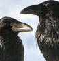 pair of ravens