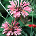 Monarda, Bergamot