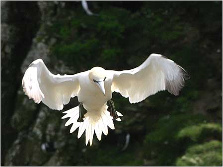 Gannet