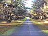 Take a drive down Tollymore's Cedar Avenue