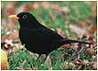 blackbird