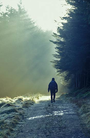 Walker in Glenshane Forest