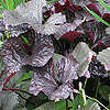 Ligularia 'Britt-Marie Crawford'