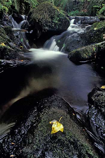 Cairn Daisy Glen