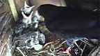 Chough Nest