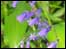 Bluebell