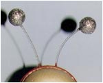 Deeley Boppers. Remember?