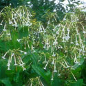 Nicotiana sylvestris, Tobacco plant