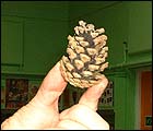 Picture: a pine cone