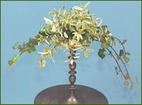 Fill in the remainder of the bare oasis with verigated pittosporum