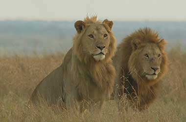 Two male lions - Scar and Scruffy Two male lions - Scar and Scruffy