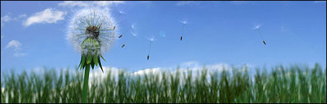 Dandelion