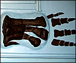 A Megalosaurid dinoaur's foot found in Swindon's Kimmeridge Clay