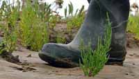 boot.