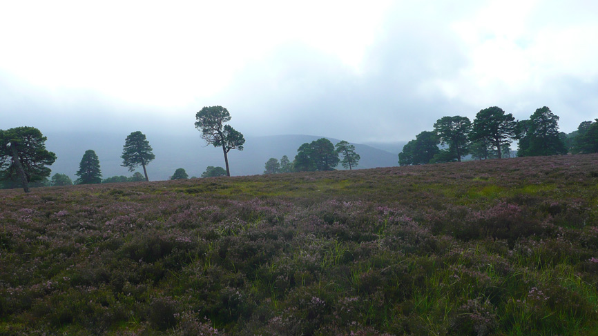 Heather covered site of grouse lek