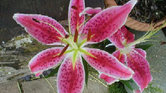 Lily