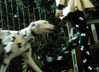 bbc2dog