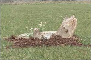Grave