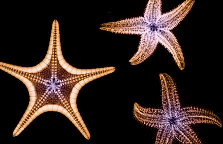 Three starfish