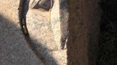 Stone owl Stone owl