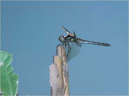 Dragonfly