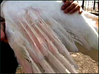 The pink feathers