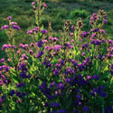 Anchusa azurea 'Loddon Royalist', Anchusa