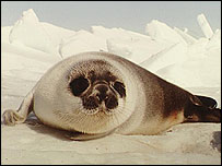 Foca