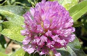 Clover