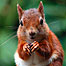 Brownsea and Poole (Image: Red Squirrel c/o Viktoria Gridley-Haack)