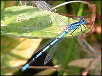 Picture: Common Blue damselfly