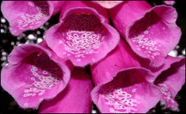 Foxglove