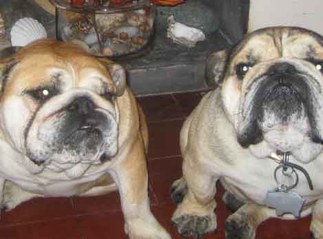 Dogs