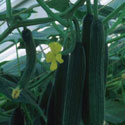 Cucumis sativus, Greenhouse Cucumber