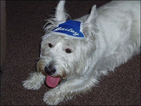 Bailey the dog stays cool with a hat - he was spotted on a walk in Brinton Park in Kidderminster, with his owner Sharron, who sent in the photo.