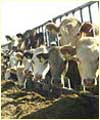 Cows
