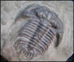A Dudley trilobite