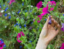 Prune flowers