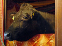बैल